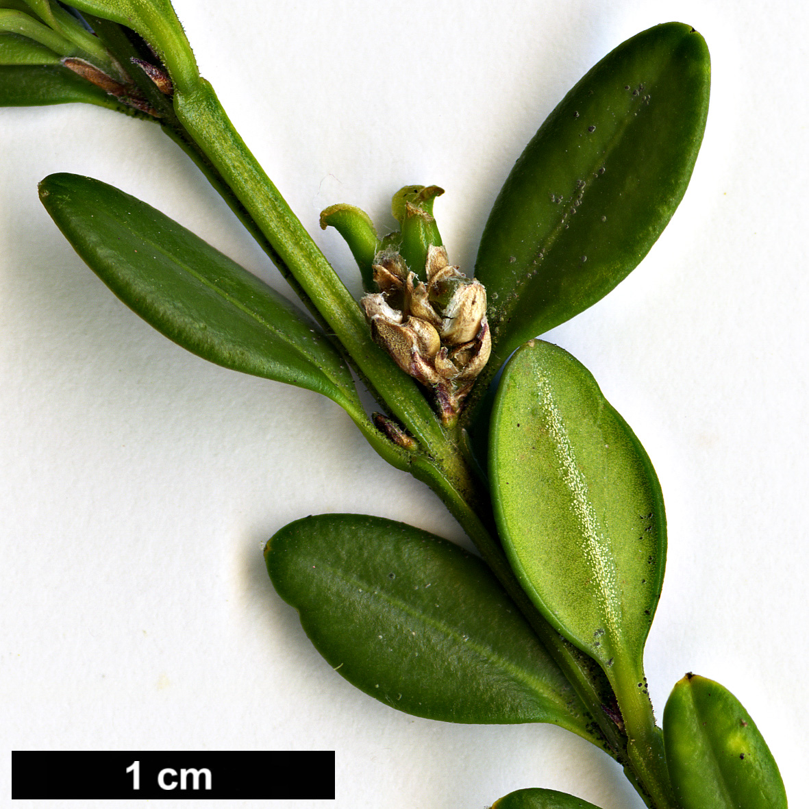 High resolution image: Family: Buxaceae - Genus: Buxus - Taxon: microphylla - SpeciesSub: var. koreana